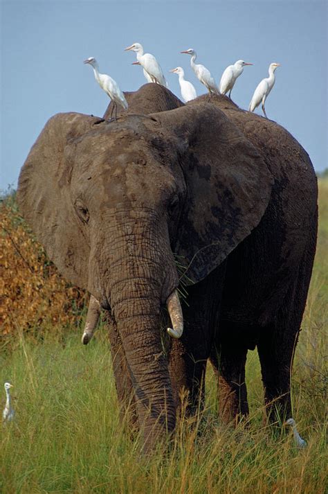 Cattle Egrets Perch Atop An Elephant Photograph By George F Mobley