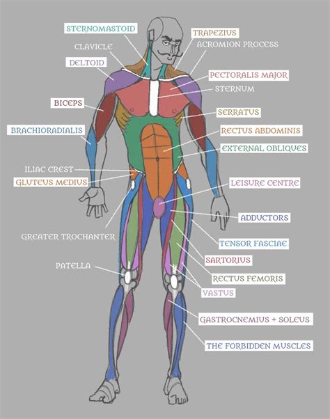 Human Anatomy Muscles With Labels By Pseudolonewolf Deviantart Com On