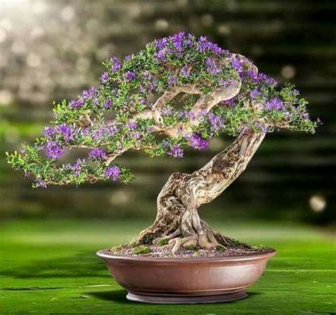 Ricevilo entro venerdì 9 aprile. 45+ Idee incredibili per alberi da interno bonsai per ...
