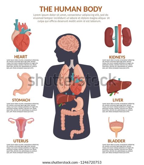 Infographics Human Organs Anatomy Body Cartoon Stock Vector Royalty