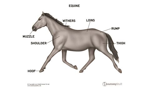Horse Anatomy For Artists Skeleton And Muscle Diagram