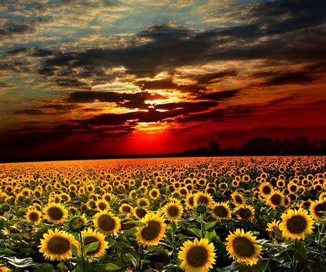 Flickrp2jgvinm Atardecer Girasoles Widescreen Wallpaper