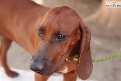 Molly: Redbone Coonhound puppy for sale near Bakersfield, California. | 47986595-9e51