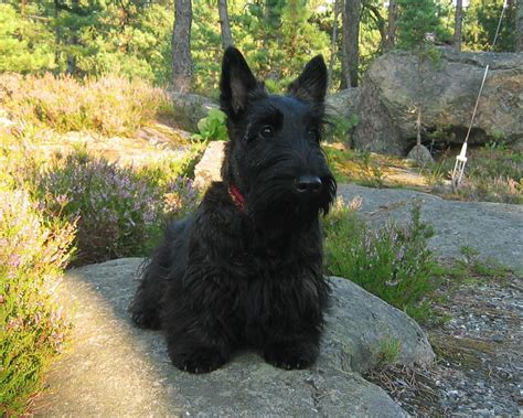 Scottish Terrier Information Dog Breeds At Thepetowners