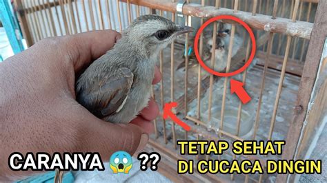 Kemampuan terbang burung puyuh pun tidak begitu jauh seperti selayaknya burung lainnya. Cara Merawat Anakan Trucukan || Makanan Burung Trucukan ...