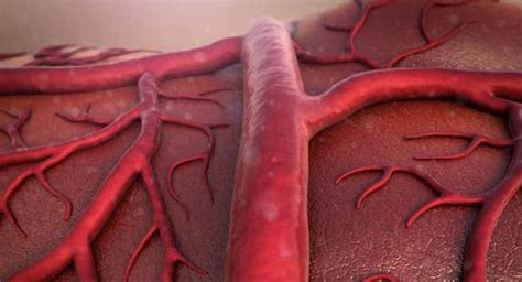 Researchers Have Found A Way To Regenerate New Blood Vessels