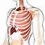Rib Cage Muscles  Medical Illustration Of Muscular With