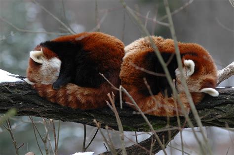 Red Pandas In Winter Sleeping Red Panda Couple In