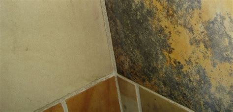 Mold On Bathroom Floor Flooring Guide By Cinvex