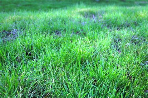 Spring Grass Free Stock Photo Public Domain Pictures