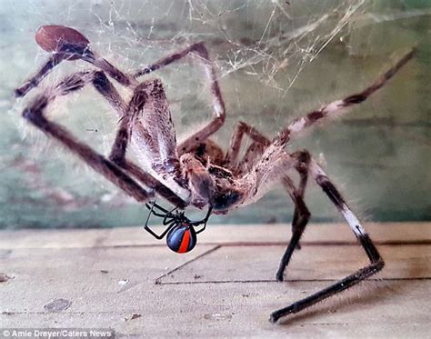 How long do spider bites last? Mum Captures 'David And Goliath' Battle Between Deadly ...