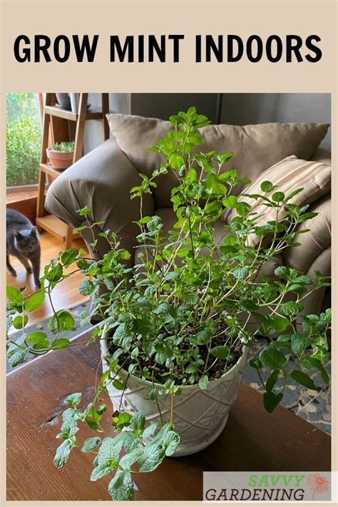 How To Grow Mint Indoors 3 Growing Methods For Year Round Harvests