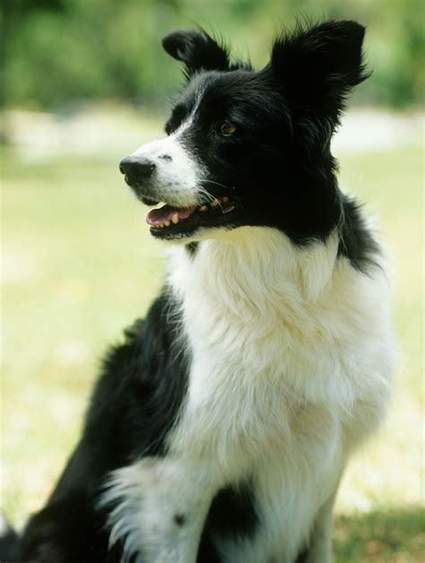 Border collie or sheep dog. Border Collie Breed Information and Photos | ThriftyFun