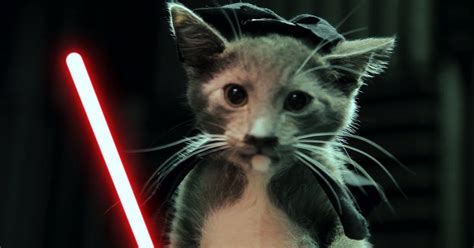 The Force Is Strong With These Cute Jedi Kittens 23 Million Views