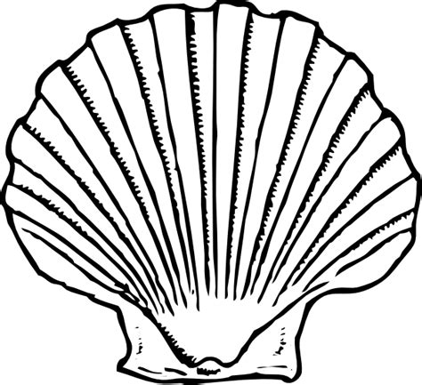 Seashells Outline Clipart Best