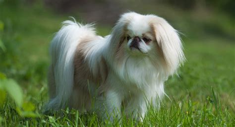 Japanese Chin Shih Tzu Mix