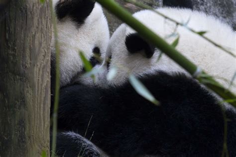 Panda Updates Monday November 20 Zoo Atlanta