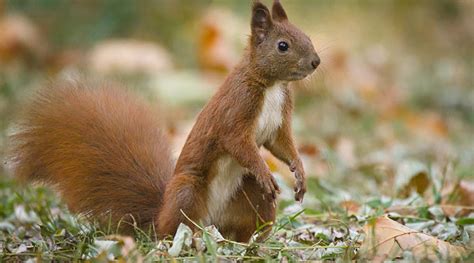 Red Squirrels To Arrive At Wildwood Near Canterbury The