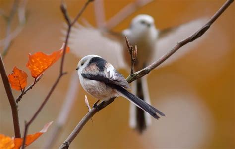 Bird And Autumn Wallpapers Wallpaper Cave