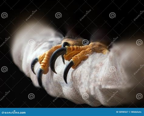 Eagle Talons Stock Image Image Of Strong Nails Claws 5898567