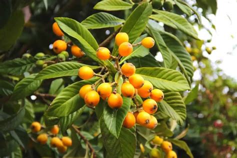 Growing Loquat Trees In Pots A Complete Guide Gardening Dream