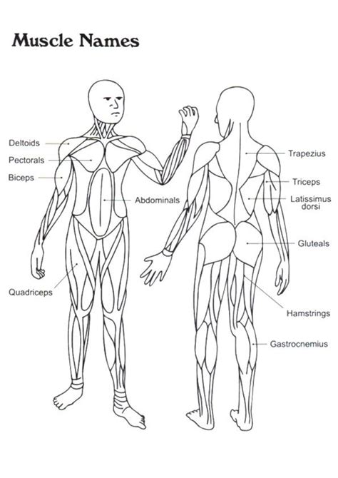 List Of Muscular System Coloring Pages