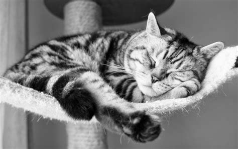 Cat Sleeping Cute Hd Desktop Wallpapers 4k Hd