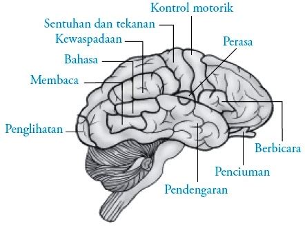 Otak Depan Prosensefalon Struktur Fungsi Bagian