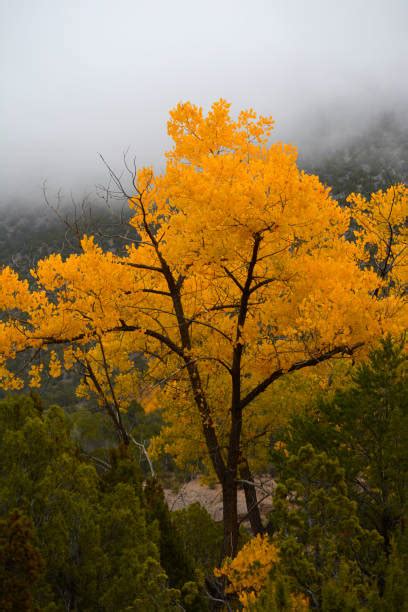 Cottonwood Trees In New Mexico Usa Fall Colors Stock Photos Pictures