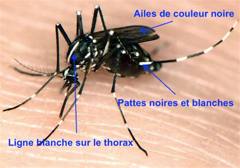 Moustique Tigre Tout Savoir Sur Cet Insecte Protégez Votre Famille