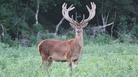 Red Deer For Sale Cold Creek Ranch Texas