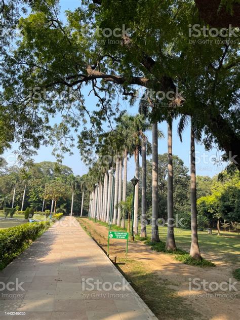 Image Of Palm Trees Lining Paved Pathway In Lodhi Gardens Public Park