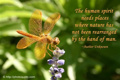 The Human Spirit Needs Places Where Nature Has Not Been Rearranged By