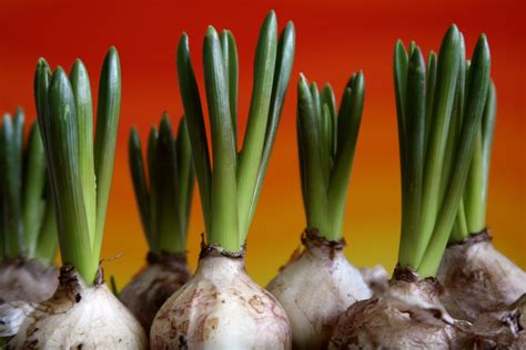 Bulbs look great in pots, bursting into bloom in early spring or making spectacular patio plants in summer. 2. Growing Plants - National 4 Biology