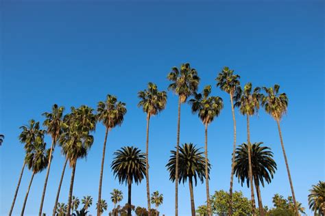 Free Stock Photo Of Palm Trees Against Clear Blue Sky