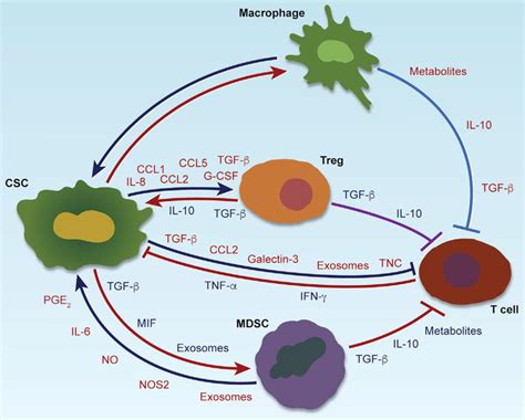 Csc Immune Cell Crosstalk And Interactions Among Immune Cells In Cancer