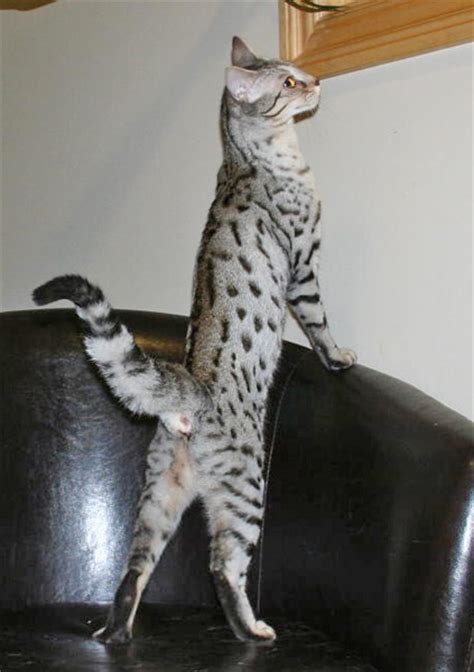 A1 savannahs, the original founder of the savannah cat breed. F3 Savannah Cat Price & Pics | F3 Serval Queen | Savannah ...