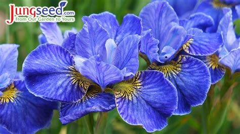 Iris Growing Guide Jung Seeds Gardening Blog