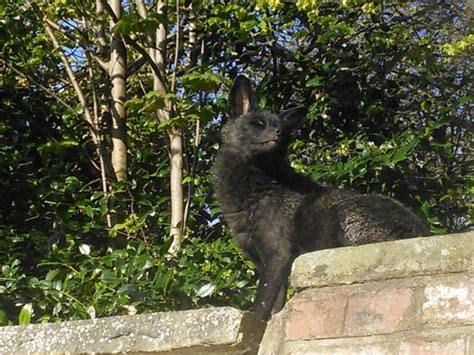 Black Fox Of Halifax One Of Uks Rarest Animals Spotted On A Garden