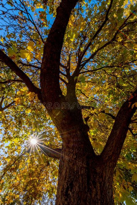 Sunburst Shine Through The Branches And Leaves Of A Tree In Fall Stock