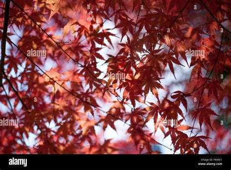 Autumn Leaves Japanese Red Maple Leaves Depth Of Field Stock Photo Alamy