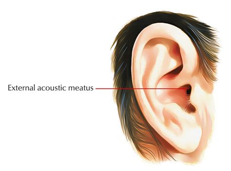 External Acoustic Auditory Meatus