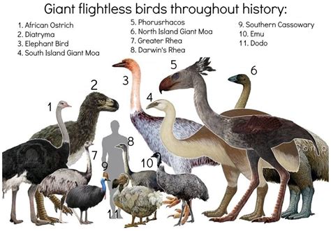 Giant Flightless Birds Throughout History Extinct Animals