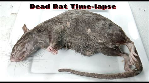 Dead Rat Time Lapse Youtube