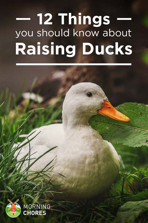 12 Things You Should Know About Raising Ducks