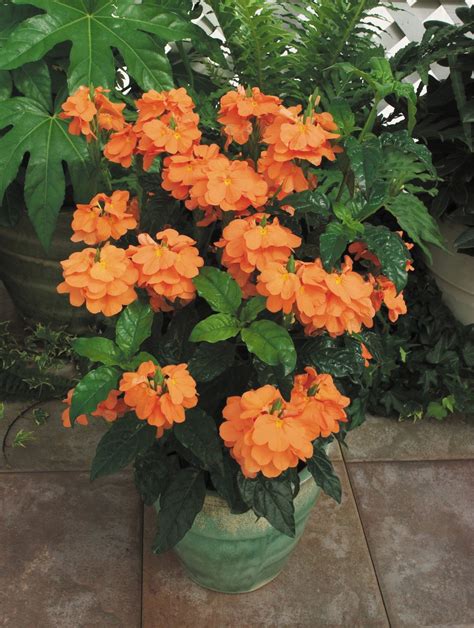 Indoor Plant Orange Flowers Indoor Plants