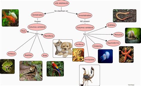 Ydp Mapa Conceptual Los Animales