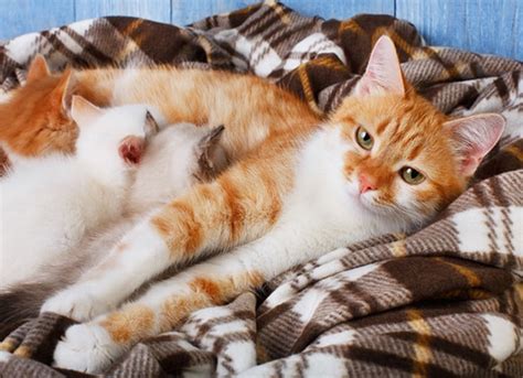 How Long After Cat Gives Birth Can She Be Spayed Cat Lovster