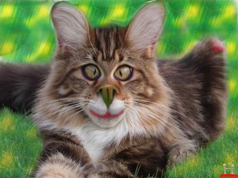 Tons of awesome cat hd wallpapers 1920x1080 to download for free. 40+ Cool Cat HD Wallpaper on WallpaperSafari