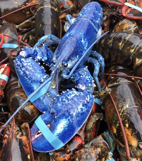 Rare Blue Lobster Caught In The Gulf Of Maine The Chance Of This